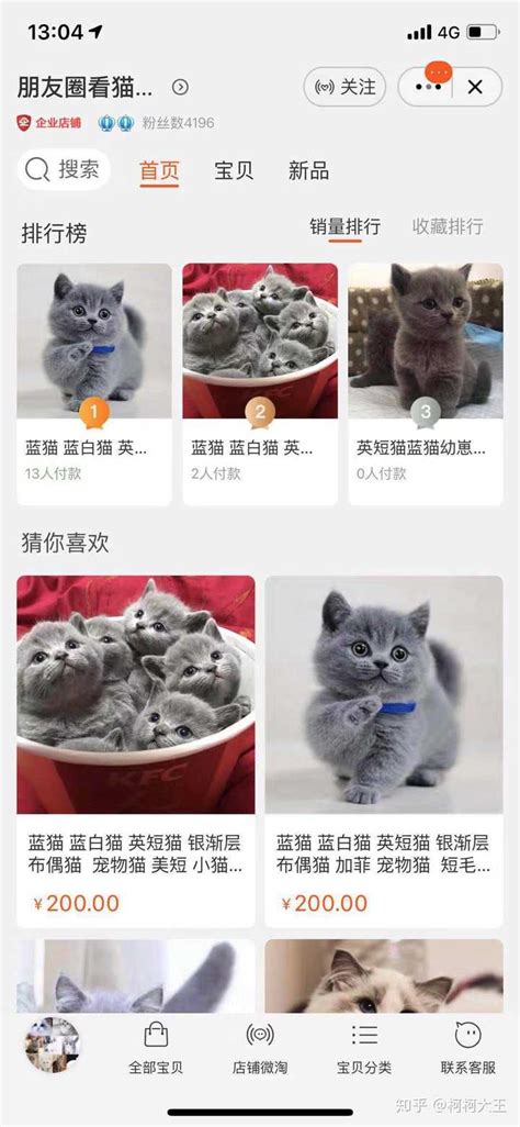 安徽芜湖举办猫咪选美大赛，现场围观市民都被萌翻了|加菲猫|猫咪|芜湖_新浪新闻