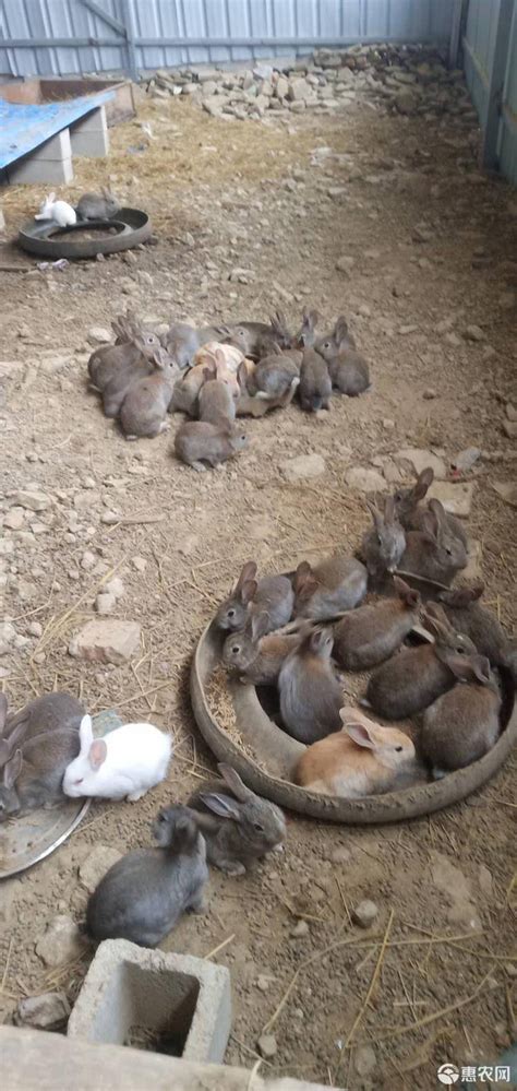 桐城市种兔肉兔养殖场_肉兔养殖场_恒鑫种兔养殖场