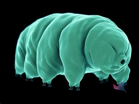 高倍显微镜下的微生物：水熊虫真空环境可活10天[13P]_月龙_新浪博客