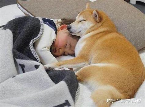 狗狗喜欢睡在主人枕头上（狗狗睡在枕边的10个原因） - 胖萌舍宠物网