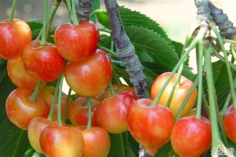 美国红大樱桃品种介绍，晚熟品种果实甜香味浓郁，什么时候成熟 - 达达搜