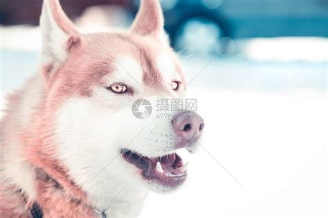 哈士奇犬图片-哈士奇犬的蓝色眼睛素材-高清图片-摄影照片-寻图免费打包下载