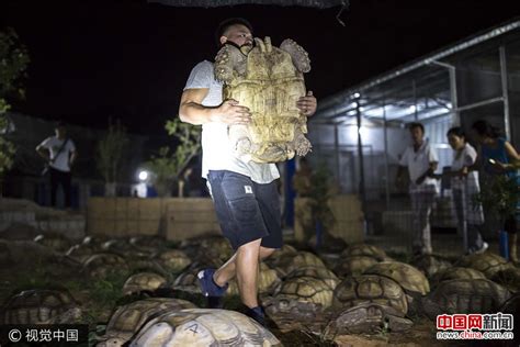 200只非洲巨龟进驻广州 属世界上第三大陆龟_新闻中心_中国网