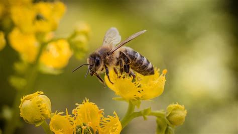 蜜蜂与人类健康_蜂蜜