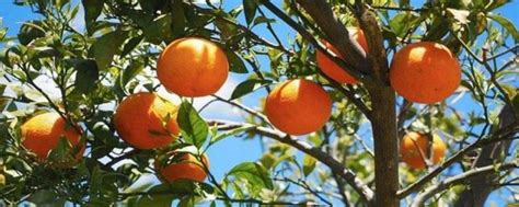 柑橘种植地区是哪个温度带？ - 惠农网