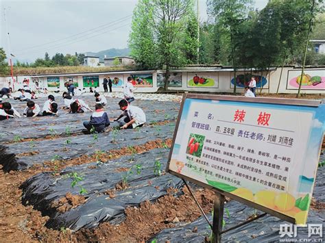 锄草、施肥、学治虫方法 学生们走进教学植物园体验夏耘劳动-千龙网·中国首都网