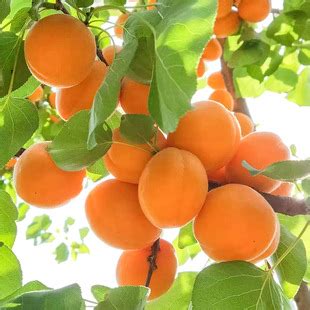 18种果树，最适合家养，风水好果子甜！|南方|甘肃|品种_新浪新闻