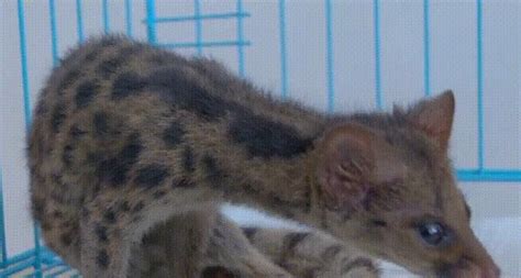 惠州博罗一居民家中潜入一只“小灵猫”，竟是国家二级濒危野生动物！ _www.isenlin.cn