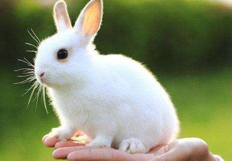 可爱的小白兔作文-可爱的小白兔作文,可爱,小白兔,作文 - 早旭阅读