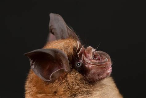 石正丽与美国科学家发表研究，监测蝙蝠冠状病毒跨物种传播_手机新浪网