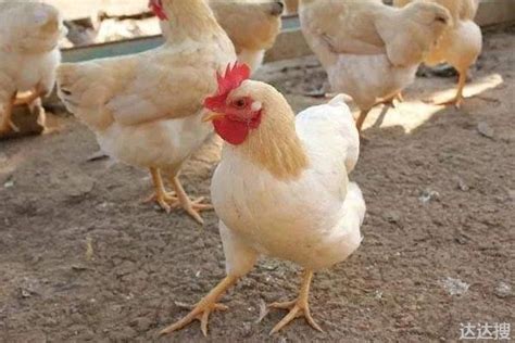 现代养鸡业鸡种包括 简述现代化养鸡的必备条件 - 达达搜
