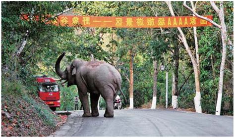 庆典上的漂亮大象图片-生上画着花纹的印度大象素材-高清图片-摄影照片-寻图免费打包下载