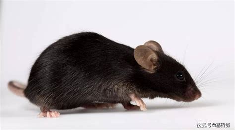 小白鼠是如何成为动物实验的首选？_实验干货_实用技巧_科研星球