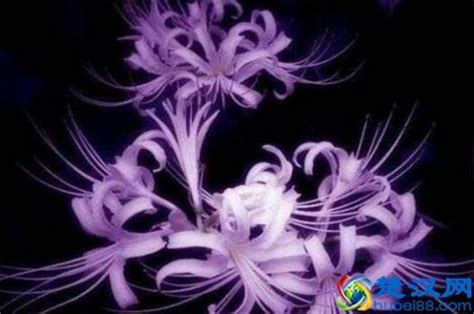 花语大全：常见的21种花的花语及图片大全 - 装修保障网
