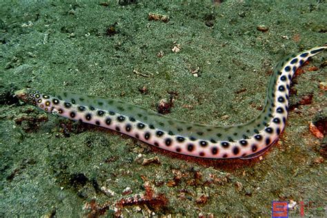 鳗鱼（鳗鲡科长条蛇形鱼类） - 搜狗百科