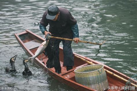 75岁老汉鸬鹚捕鱼63年, 老人的心愿是: 盼有人传承这门古老的技艺