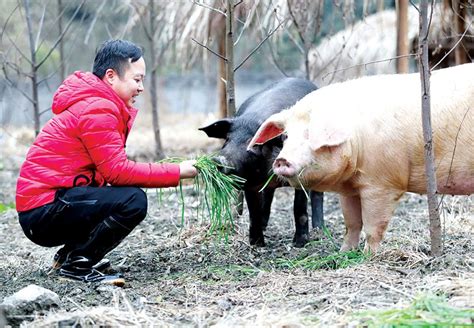 “高原猪倌”张建华：在海拔3700米以上养猪_坪山新闻网