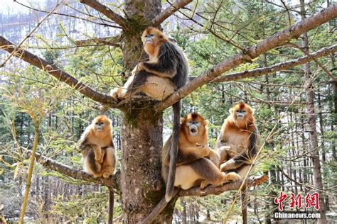 神农架的树上“长”着金丝猴