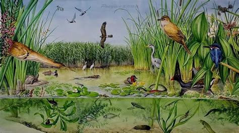 人们通常会借助于哪种昆虫对湿地水质进行监测蚂蚁庄园小课堂今日10月13日问题 _八宝网