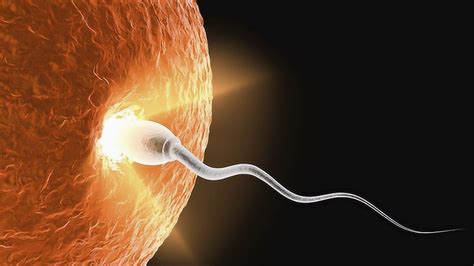揭秘！女性排卵“受精”全过程，看完不许笑，怀孕这么不容易！_腾讯视频
