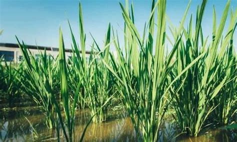 水稻应该如何合理地灌溉|深水|水稻|分蘖_新浪新闻
