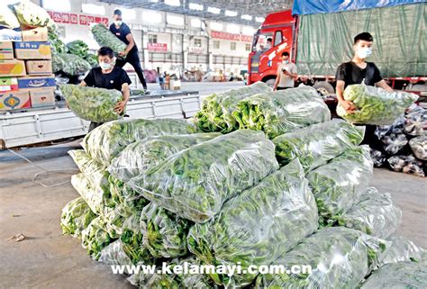 百余吨新鲜蔬菜运抵九鼎市场--克拉玛依网