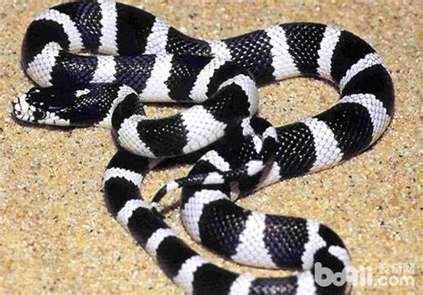 黑白相间的蛇,黑白相间头发,黑白相间地毯_大山谷图库