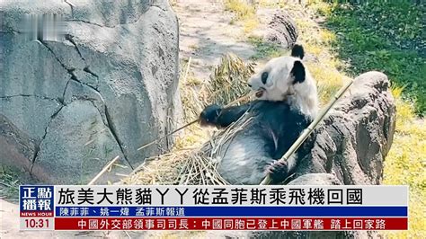 旅美大熊猫“丫丫”启程回国_凤凰网视频_凤凰网