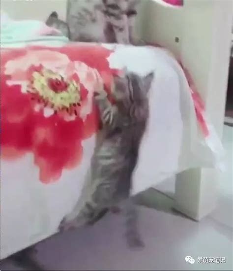 有些小猫咪每天看着主人各种起床方式，居然学会了一招_腾讯视频