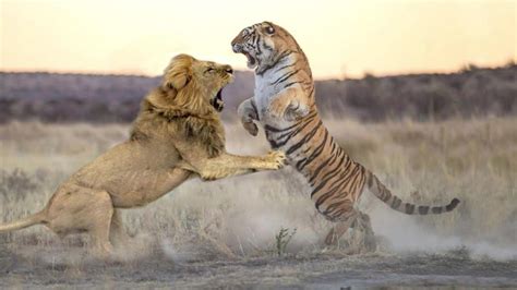 狮子和老虎谁是最强？一场实拍战斗告诉你，结局耐人寻味。_腾讯视频
