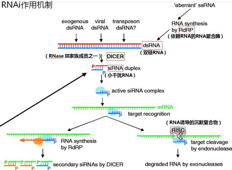 Schematic representation of the RNAi mechanism. The double-strand RNA ...