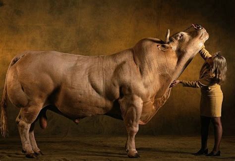 世界上最健美的牛，最重可达3吨，看完之后你还敢吃吗|牛|比利时|肌肉_新浪新闻