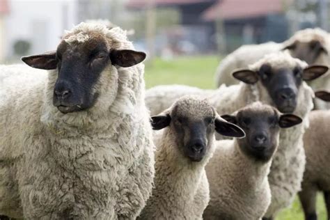 最有前景和“钱”景的三种羊，90%以上都养！_养殖_母羊_品种