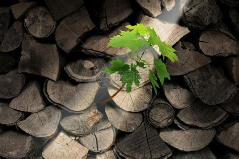 以砍断的树木作为柴持久和决心商业概念正在从枯木中生长的一棵新树作为不可阻挡的愿望和对未来成功的希望象征高清图片下载-正版图片301459196-摄图网