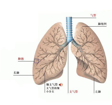 正常人体肺部解剖图-生理结构图,_医学图库