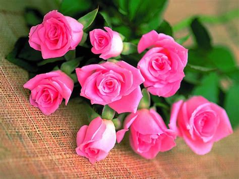 玫瑰花图片、玫瑰花图片大全