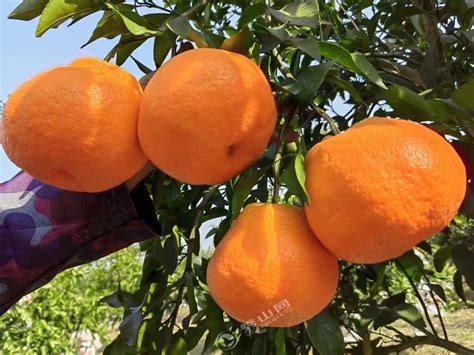 柑橘采收期根据什么来确定？告诉你不是时间，是要看我们用来做啥