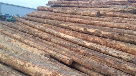俄乌开战！大宗商品持续高位！木材价格走势仍旧存在变数！-中国木业网