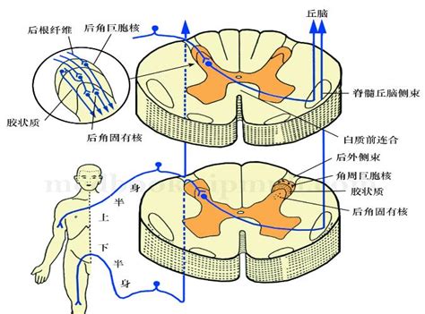 脑神经的纤维成分、核团及功能_面神经