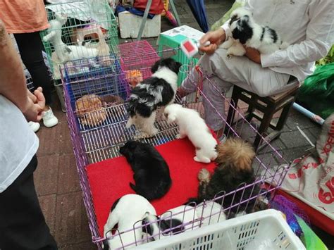 深圳最大的狗狗市场，深圳最大狗市场在哪里-酷派宠物网