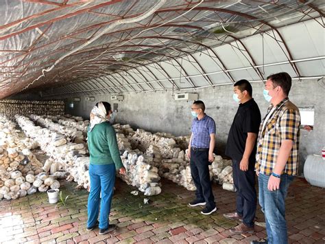 乌苏市科协：蘑菇小产业 致富大梦想-新疆维吾尔自治区科学技术协会
