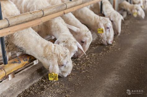 杜泊羊一只公羊 今日全国活羊价格表 山东济宁-食品商务网