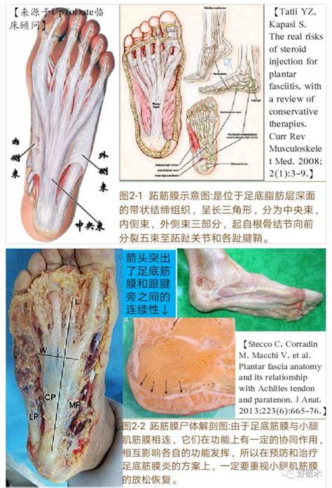 脚结构图图片