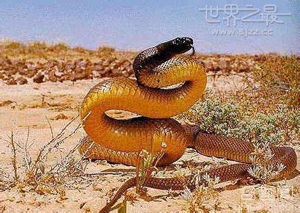 世界上年龄最大的蛇 竟已活了1687岁 - 世界之最 - 奇趣闻