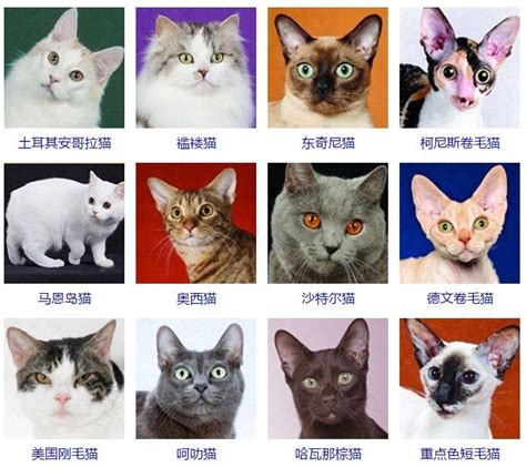 不同品种的猫 宠物猫的品种大全排行_宠物百科 - 养宠客