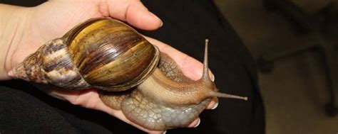 非洲大蜗牛：好吃的入侵物种| 果壳 科技有意思