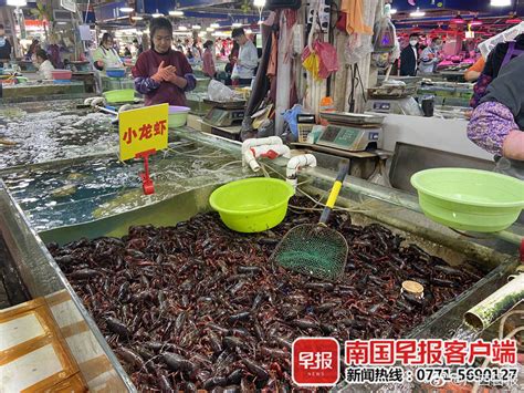 广西本地小龙虾抢鲜上市，中大虾价格80~140元/公斤