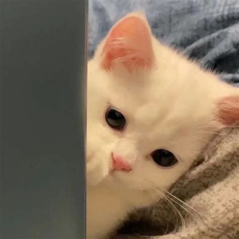 可爱猫头像非主流
