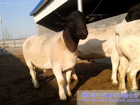 山羊纯种美国白山羊养殖基地纯种美国白山羊种羊价格批发 纯种美国白山羊种羊价格批发-食品商务网