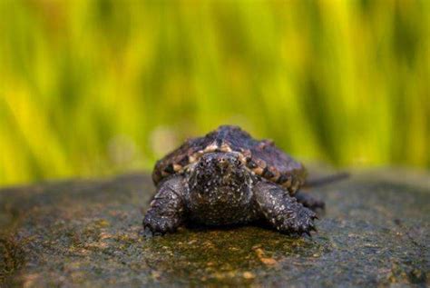 家里不得养的十大凶龟：巴西龟沙门氏菌携带体（极其凶残）-小狼观天下